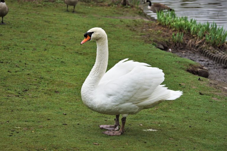 Höckerschwan (Cygnus olor)