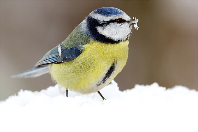 wie überleben die vögel im winter