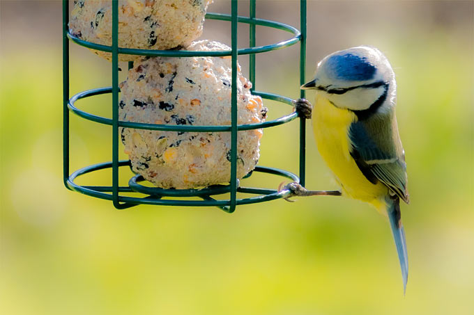 Kann der Vermieter das Füttern von Vögeln verbieten?