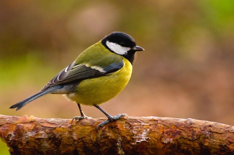 Kohlmeise (Parus major)