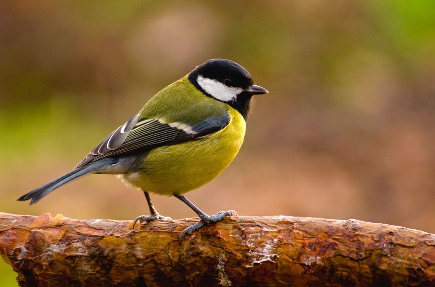 Kohlmeise (Parus major)