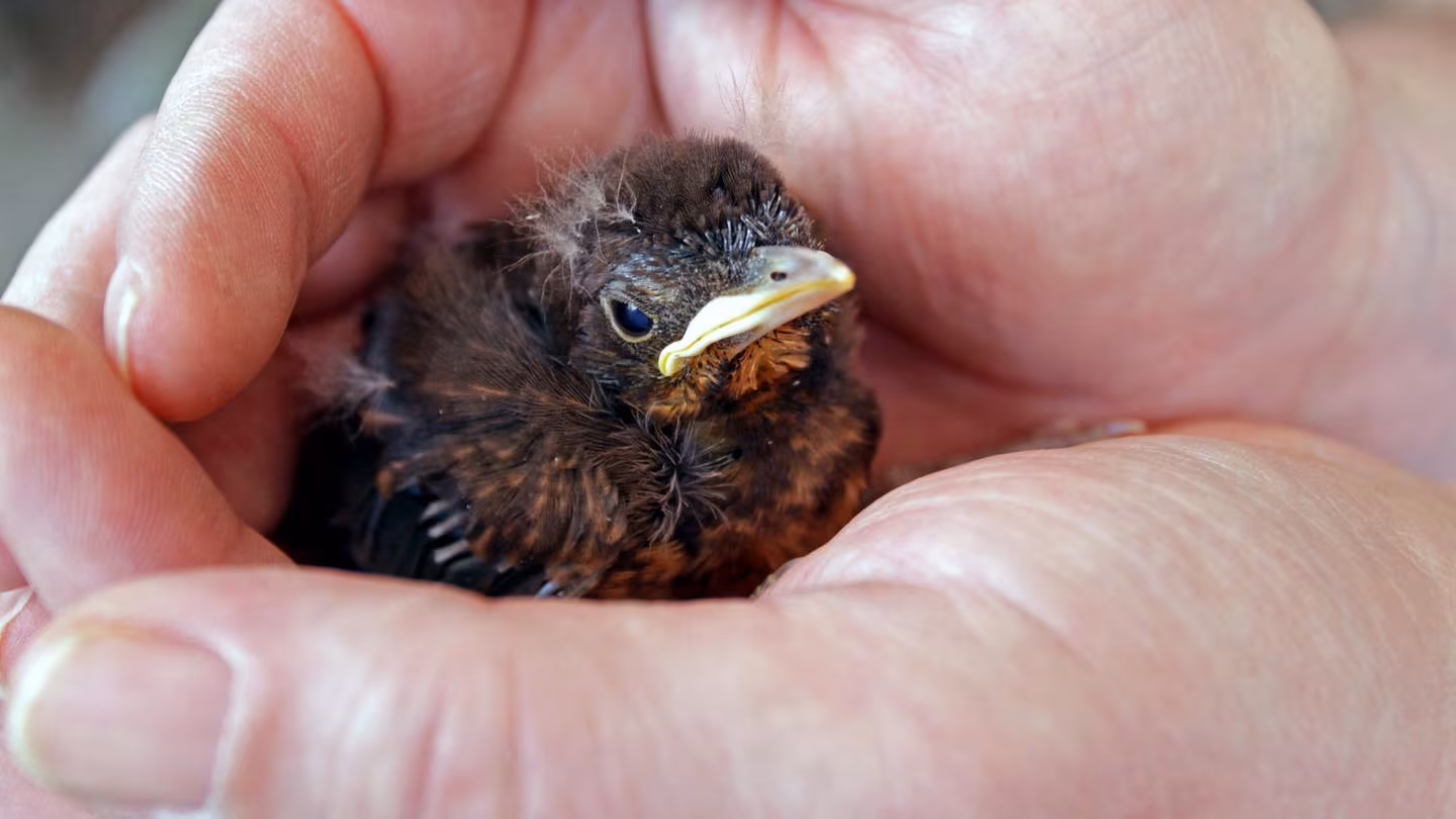 Kann man Babyvögel überfüttern?