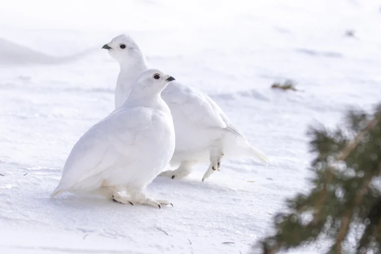 Wie lange können diese kälteliebenden Vögel in den sich schnell erwärmenden Rocky Mountains überleben?