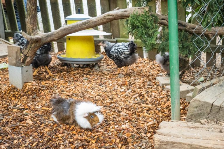 kann man meerschweinchen und vögel zusammen halten