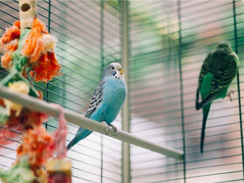 wo kann ich meine vögel unterbringen wenn ich in den urlaub möchte