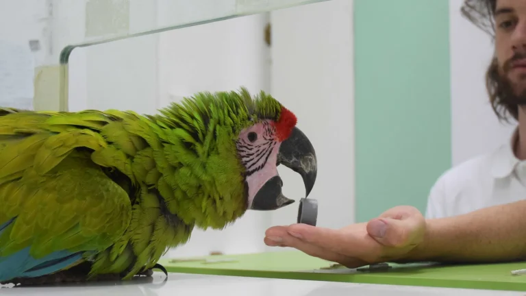 kann ein vogel denken