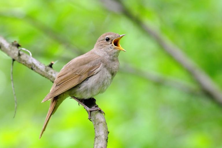 Welcher Vögel singt um 22 Uhr?