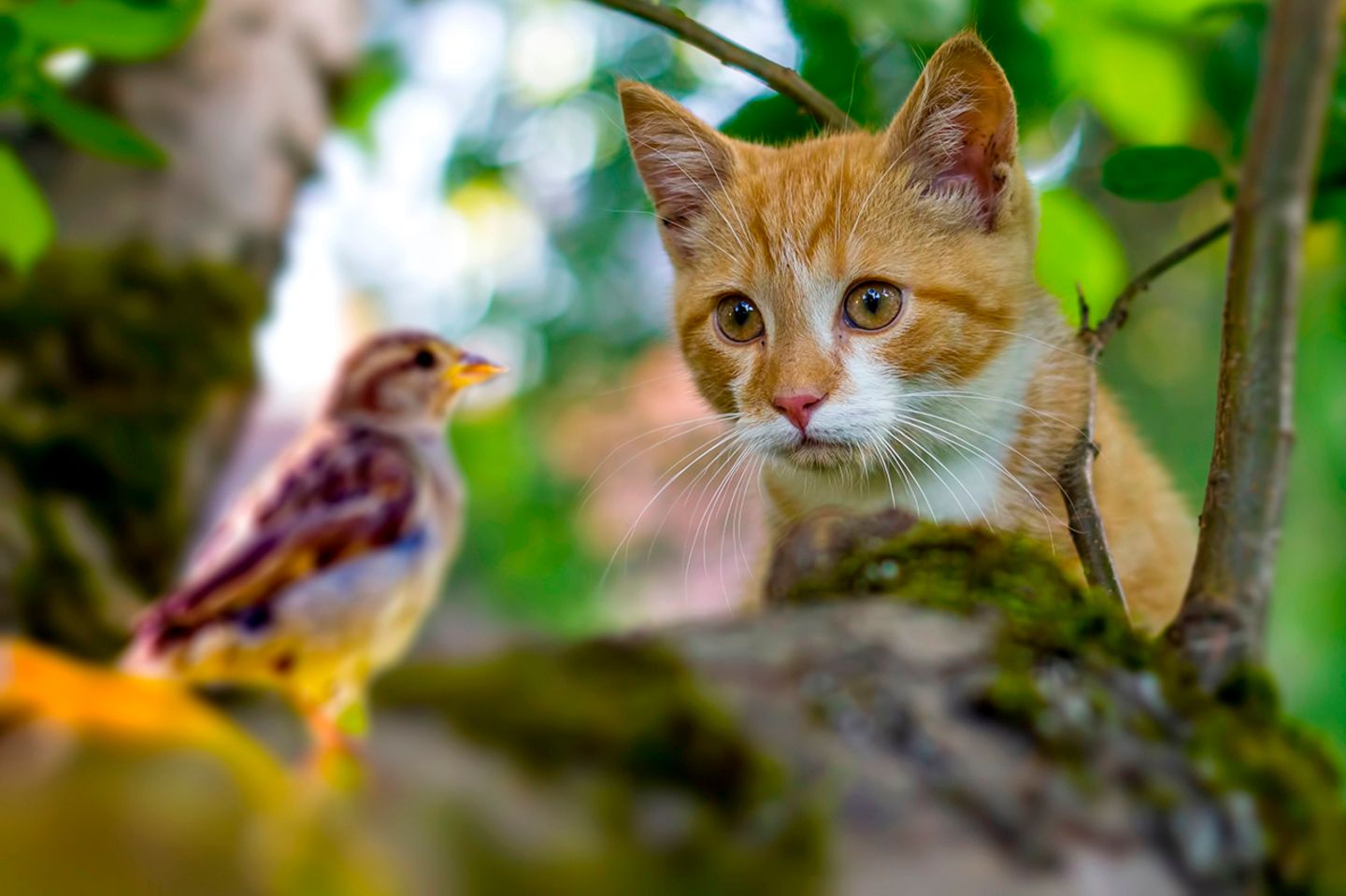 Kann man Vögel und Katzen zusammen halten?