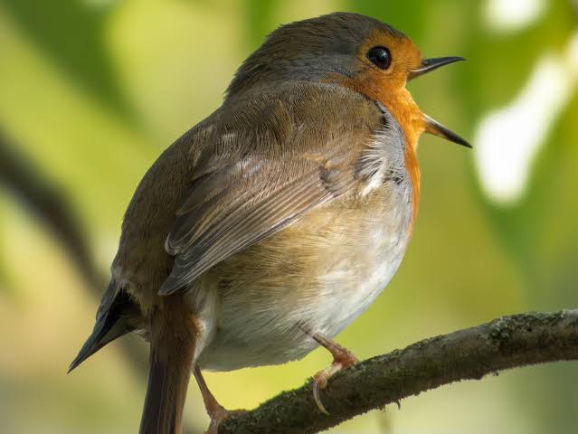 Rotkehlchen (Erithacus rubecula)