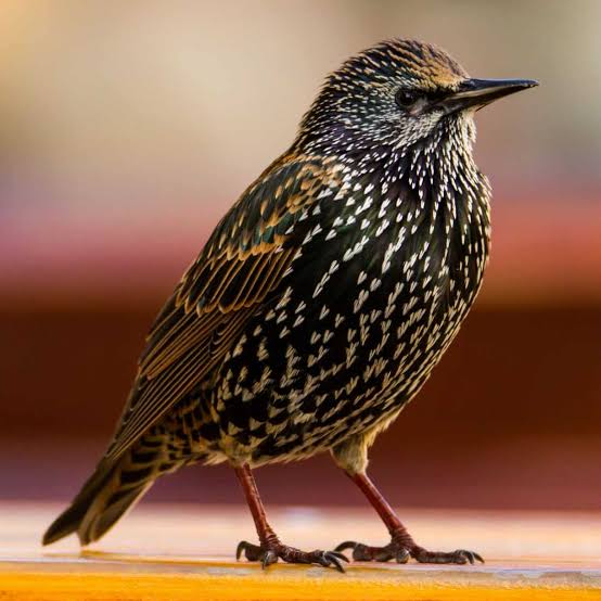 Star (Sturnus vulgaris)