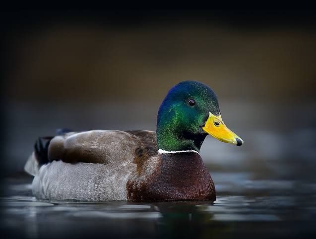 Stockente (Anas platyrhynchos)