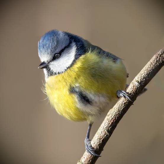 Blaumeise (Cyanistes caeruleus)