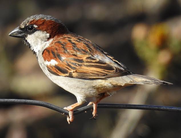 Haussperling (Passer domesticus)