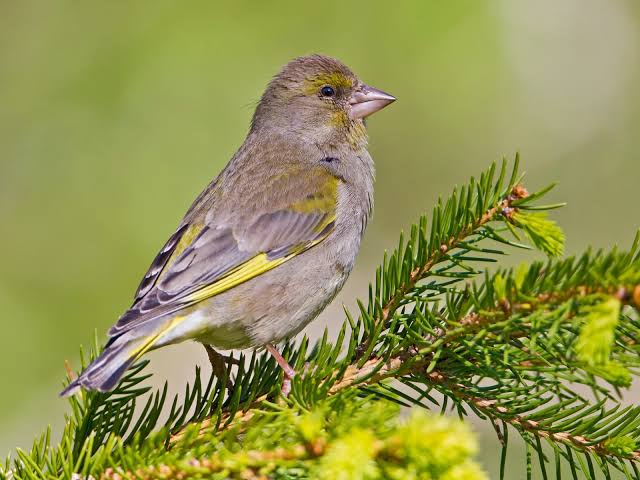 Grünfink (Chloris chloris)