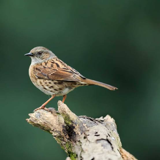 Heckenbraunelle (Prunella modularis)