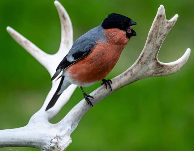 Gimpel (Pyrrhula pyrrhula)