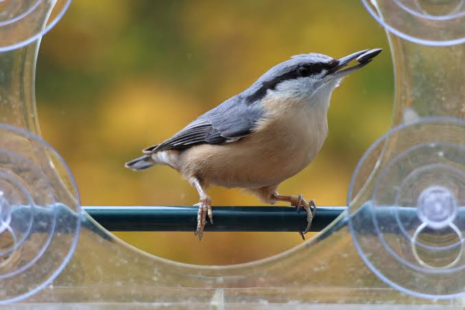 Kleiber (Sitta europaea)