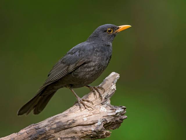 Amsel (Turdus merula)