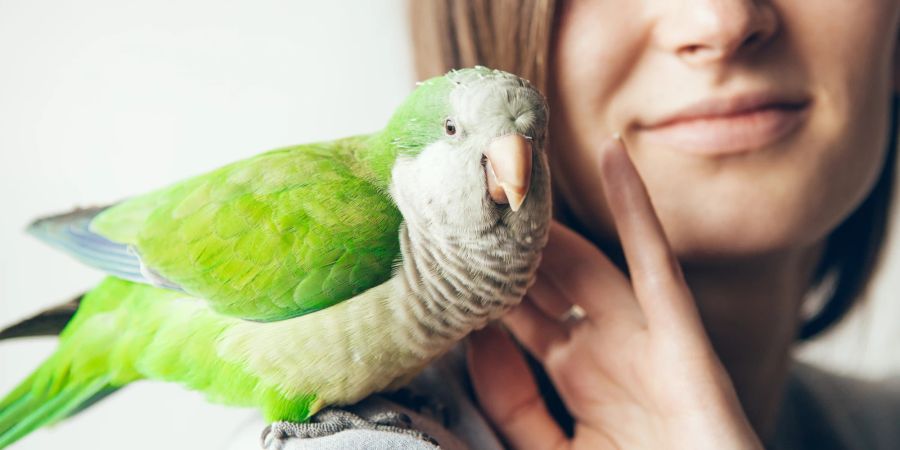 Kann man Vögel streicheln?