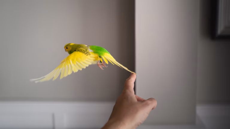 welche vögel kann man trainieren