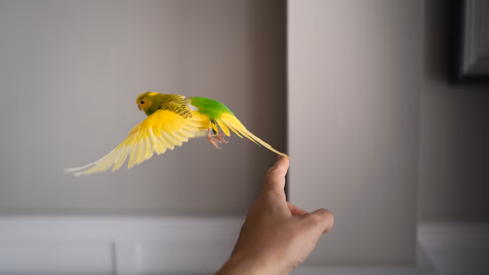 welche vögel kann man trainieren