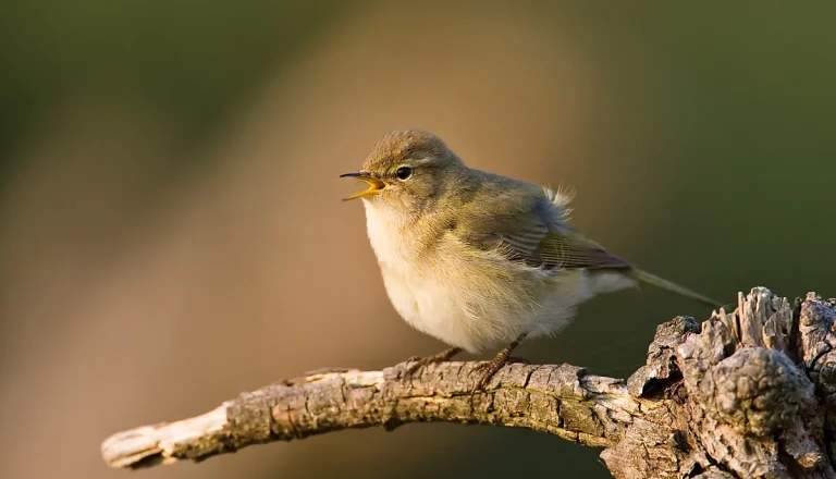 Frühe Sänger: Welche Vögel begrüßen den Tag?